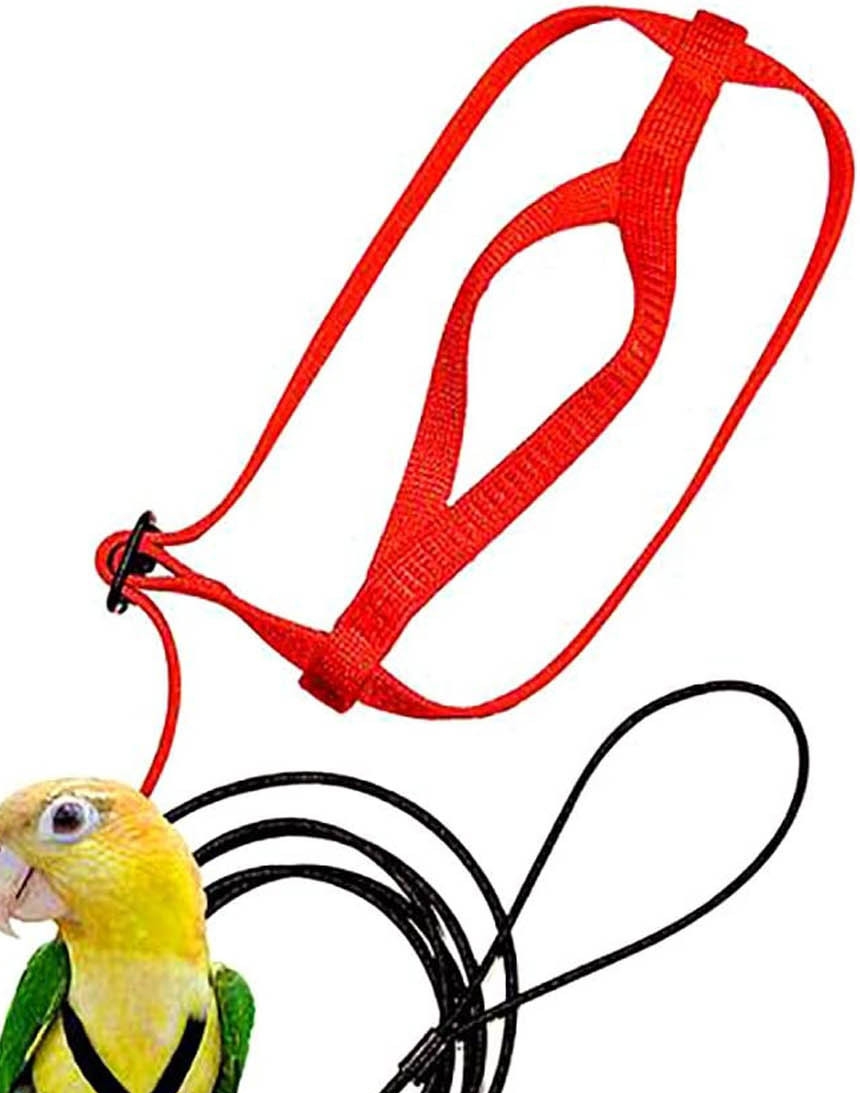 Parrot Flying With Flying Rope And Bird Harness — image 1