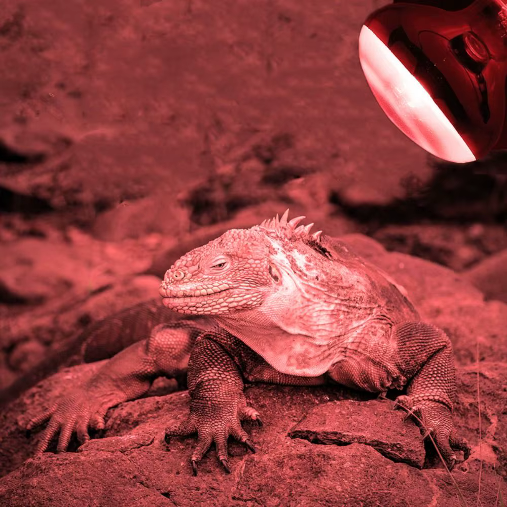 Night Light UVA Led Pet Heating Lamp Adjustable 4 Kinds UVA Day Night Bulb 220-230V Infrared Reptile Heat Bulb Snake — image 1