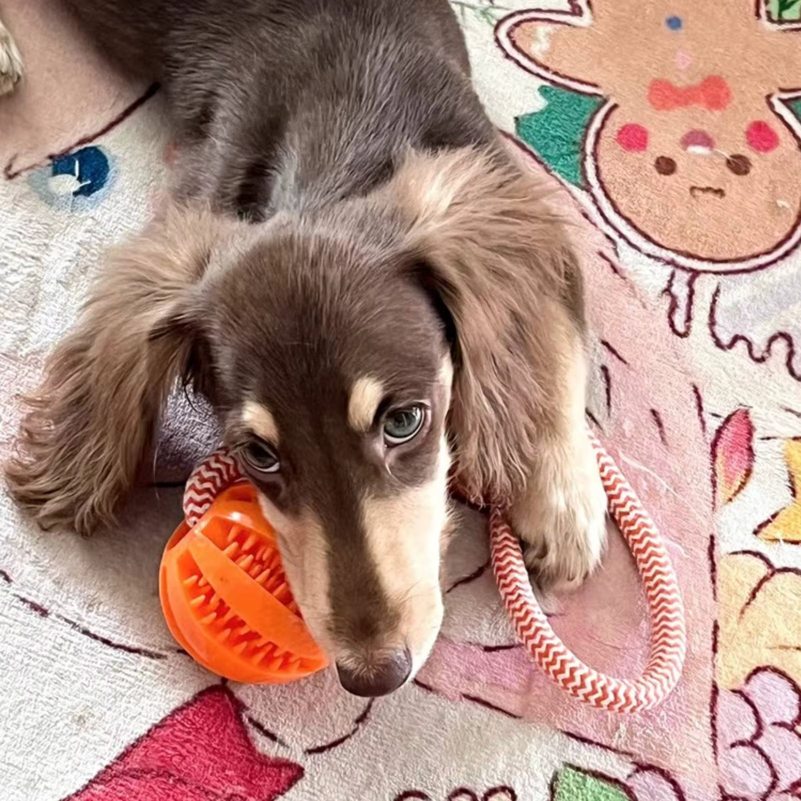 Juguete para perros, pelota dispensadora de golosinas de cuerda de algodón resistente, limpieza de dientes y entrenamiento, rompecabezas interactivo — imagen 6