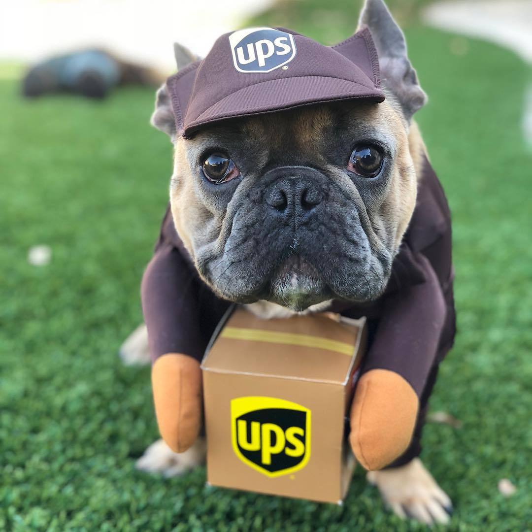 Delivery of pet dog and cat clothes — image 7