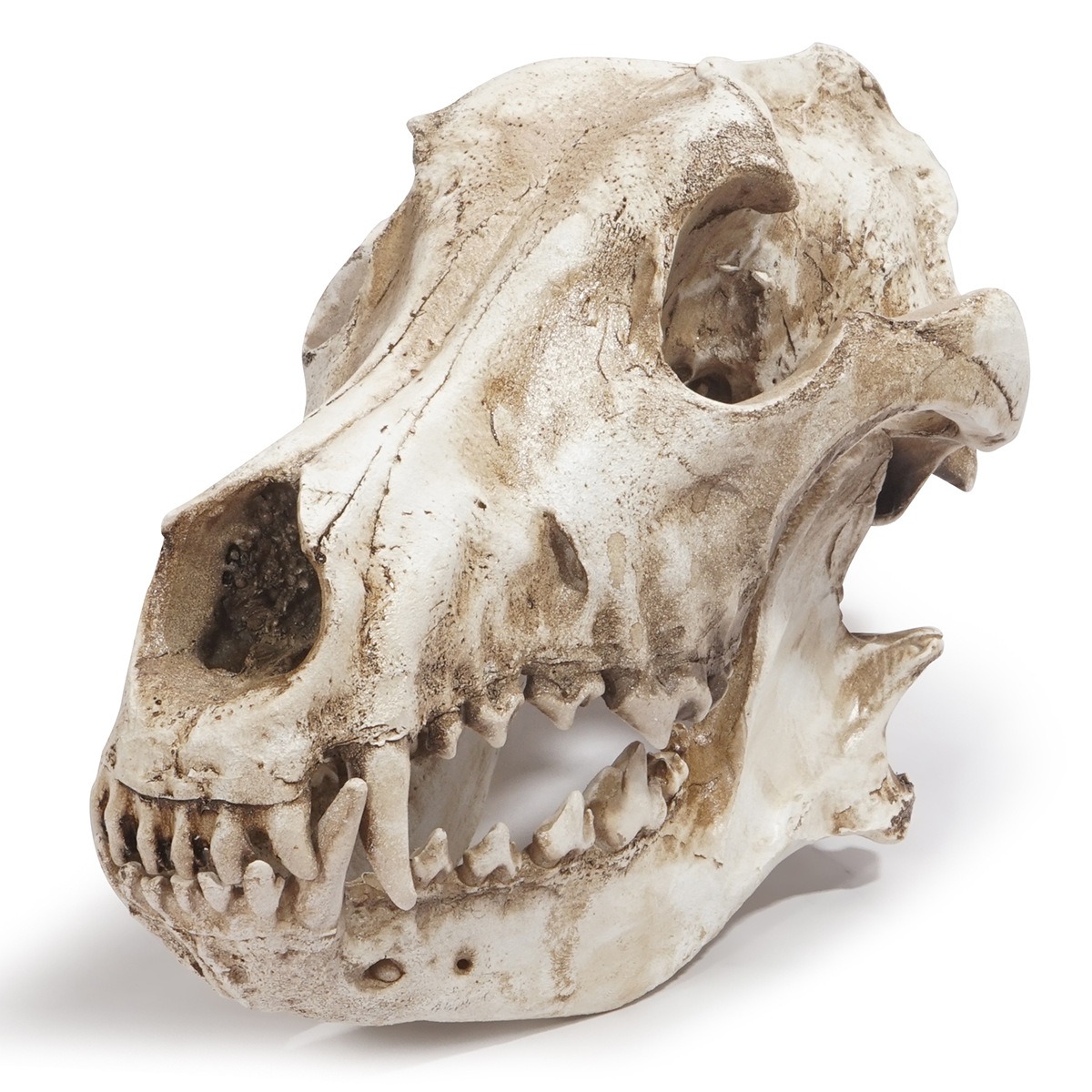 Ornamento de esqueleto de resina: cráneo de chacal y lobo — imagen 1