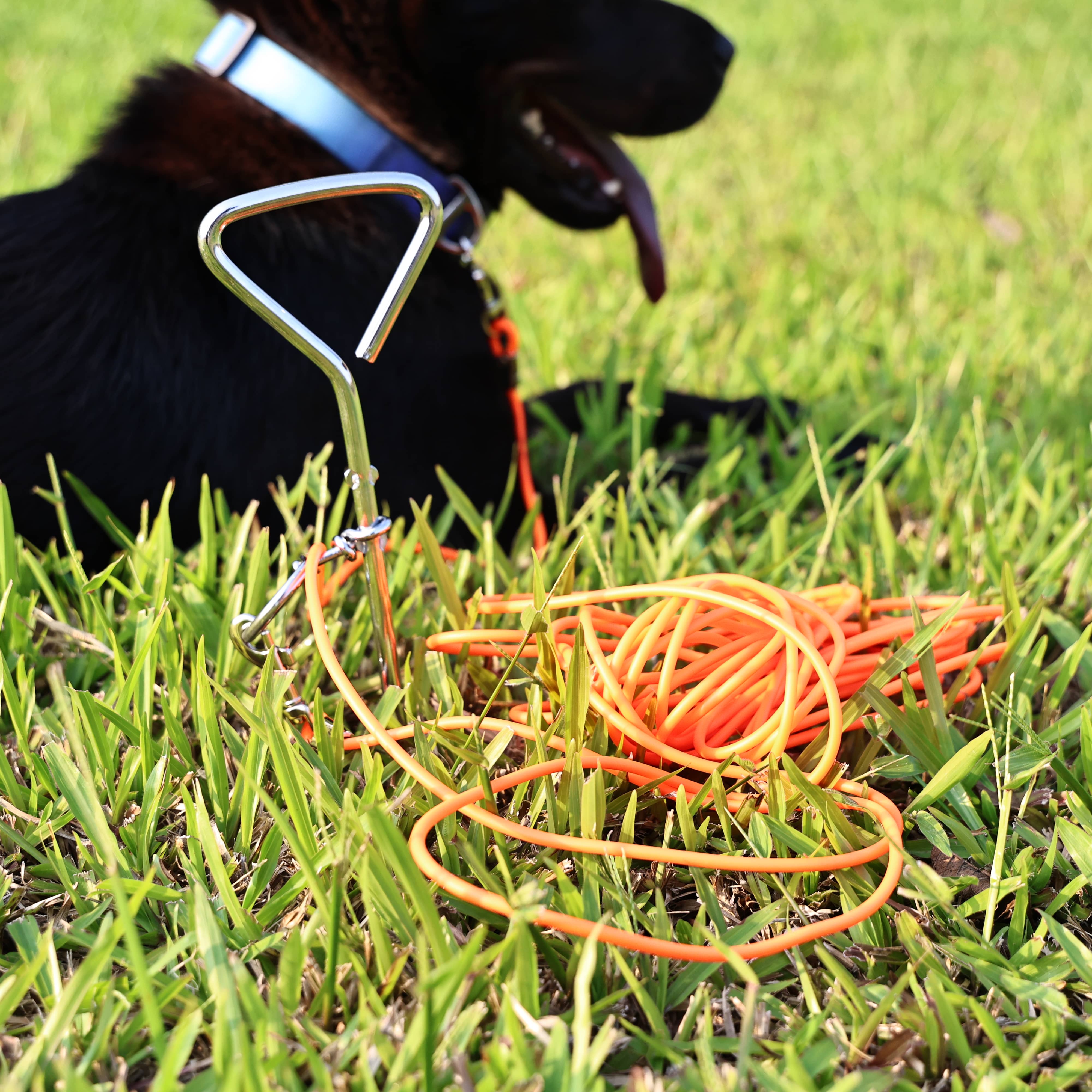 Cuerda para Perros con Estaca Fija: Libertad Segura para Tus Mascotas Favoritas — imagen 2