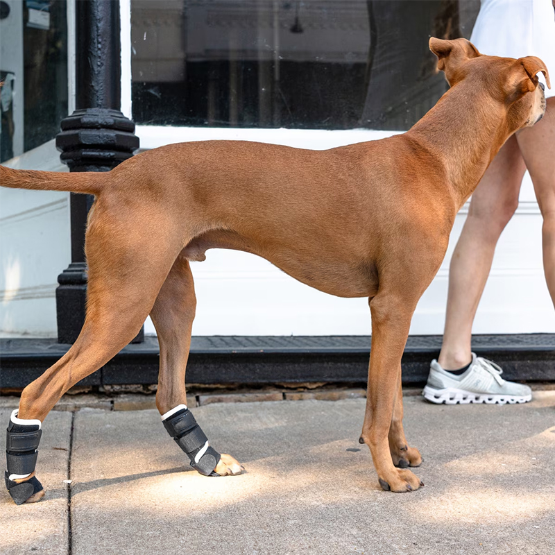 Dog Front Leg Brace – Carpal Hyperextension Splint for Fractures & Sprains — image 2
