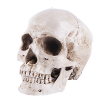 Resin Crafts Skull Head Model Teaching Supplies Skull Head Animal Skull Wan — image 1