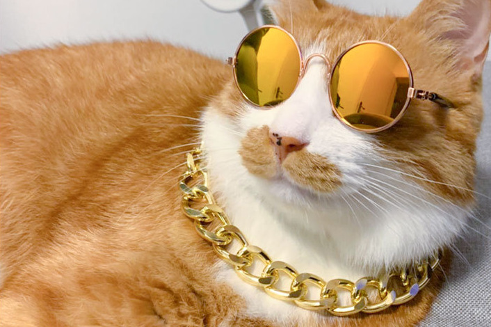 Dog, Cat, Pet Glasses, Creative Trendy Toys, Sunglasses — image 5