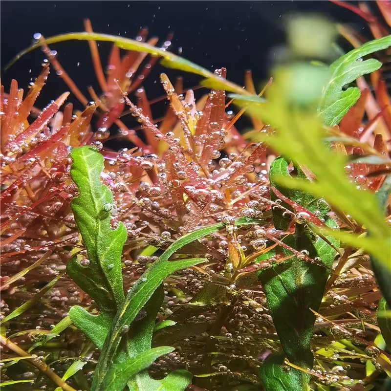 Nueva lámpara LED para acuario con césped de agua RGBW espectro completo explosión algas bajos en profundidad para peces nativos tanque 8500K 25/35/65W — imagen 4