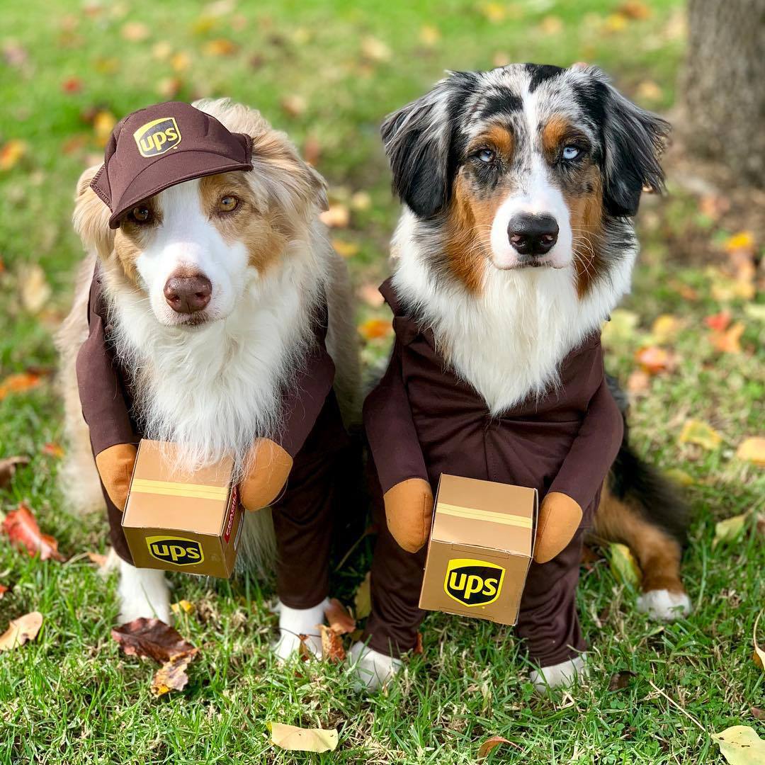 Delivery of pet dog and cat clothes — image 1