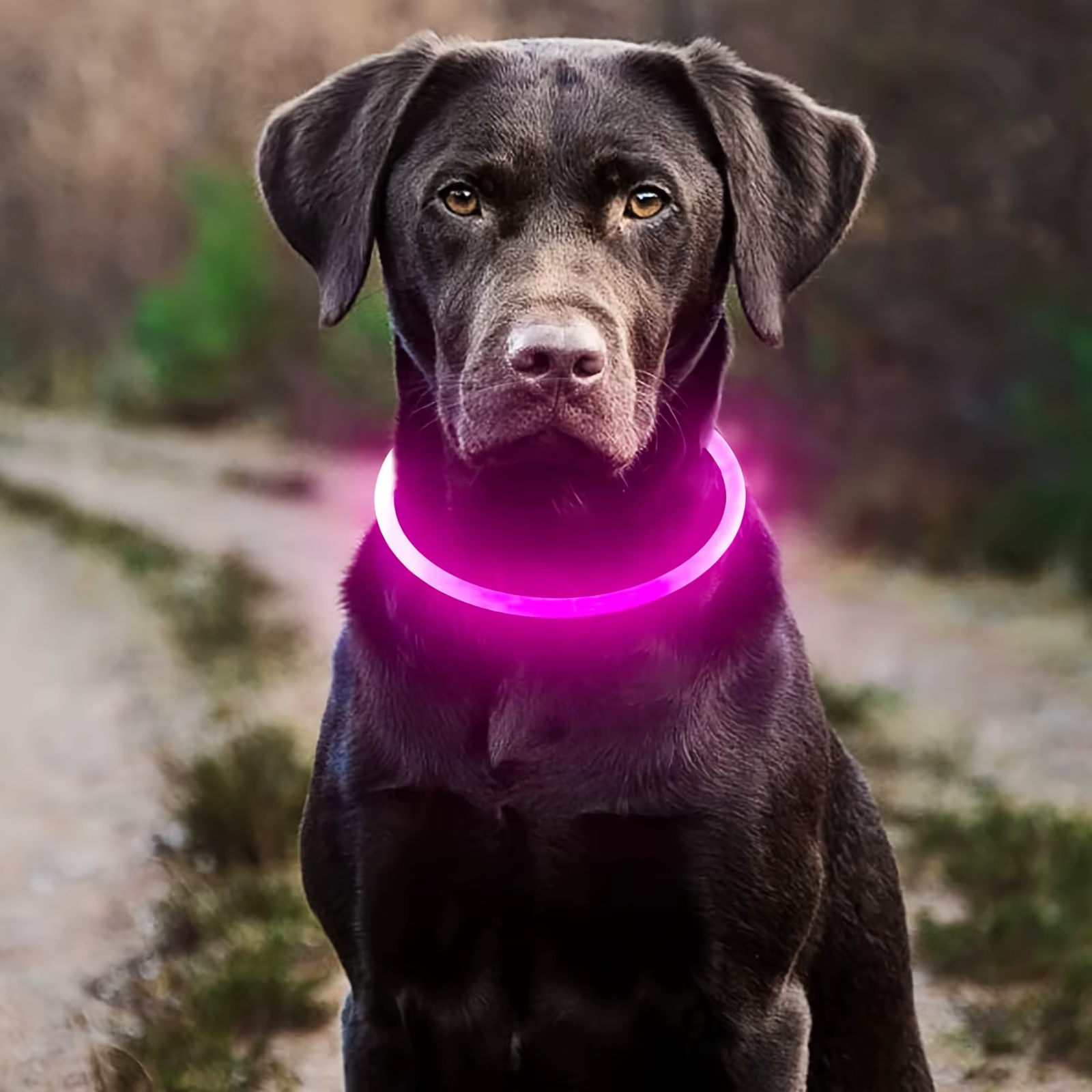 Collar de Perro con Luz LED - Identificador de Perros Perdidos, Recargable por USB, Collar de Cuello para Mascotas — imagen 3
