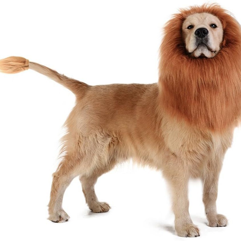 Fun Lion Head Mask with Ears for Pets - Animal Transformation Costume — image 3