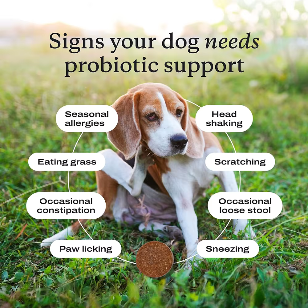 Suplemento Probiótico para Perros de 12 Semanas+, Salud Intestinal, Diarrea Intermitente y Alergias Estacionales - Sabor de Carne de Buey — imagen 6
