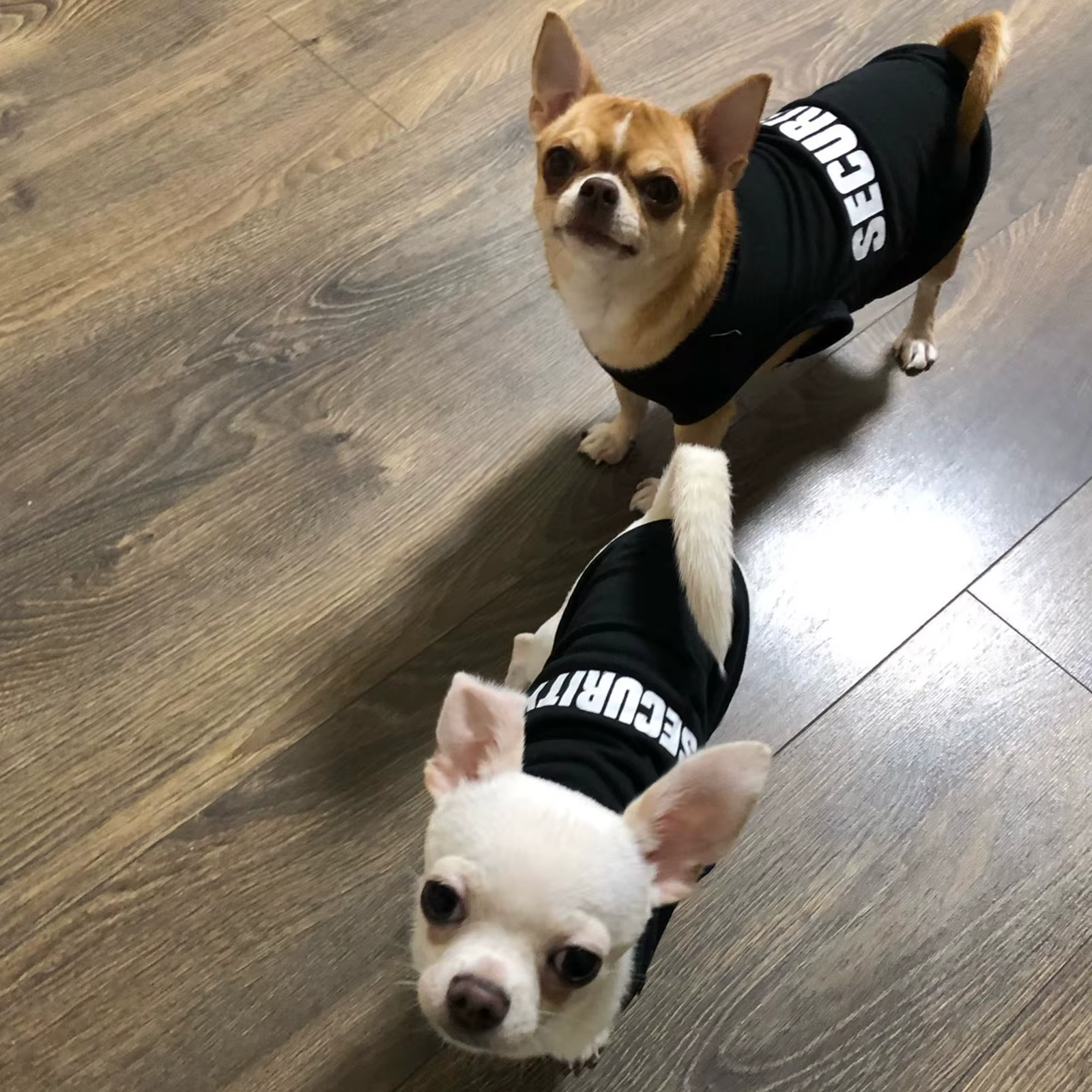 Security Clothing for Dogs Summer Pet Clothes Vest for Small Dogs Chihuahua Yorkshire Puppy Cats Low Price Pets T-shirt Costume — imagen 5