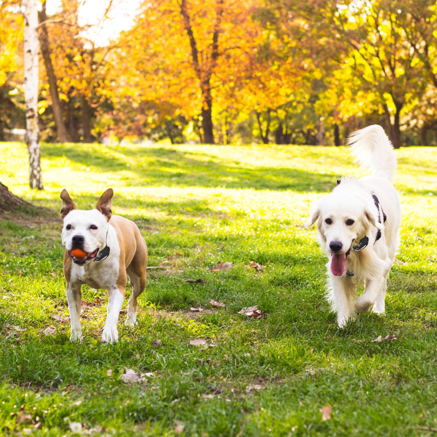 1 Juego de Cerca Eléctrica Inalámbrica para Perros Sistema de Contención Perimetral con Descarga, Collar de Entrenamiento Eléctrico para Perros Pequeños, Medianos y Grandes — imagen 5
