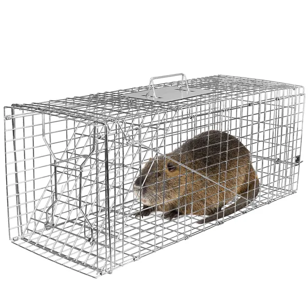 Humane Cat Trap Cage Catch Release Live Animal Rodent Cage Collapsible Galvanized Wire For Raccoons Beavers Groundhogs Foxes Armadillos — image 1