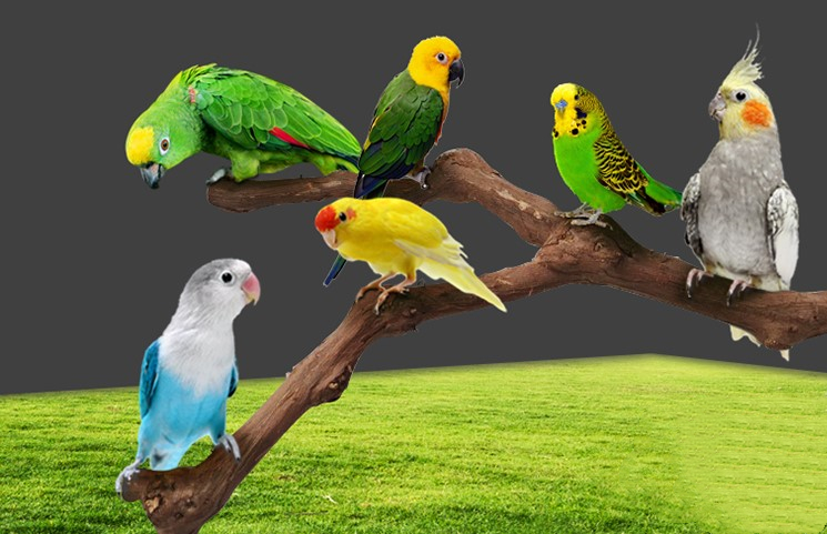 Percha Adicional para Jaula de Loros y Aves — imagen 5