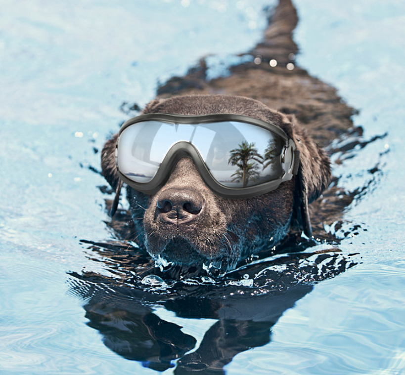 Pet glasses dog supplies goggles waterproof windproof sunscreen UV dog glasses — image 2
