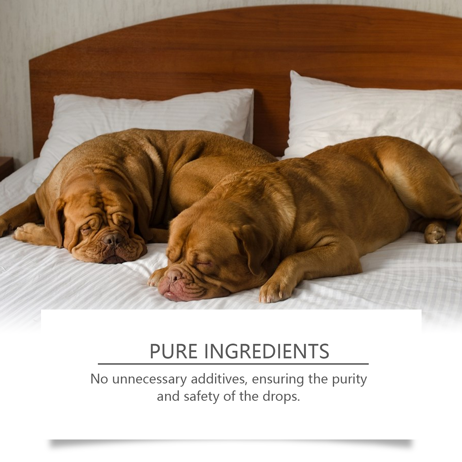Dog Sleep Drops Pamper Dogs Sleeping At Night Pet Sleep Care Drops Supplement — image 4