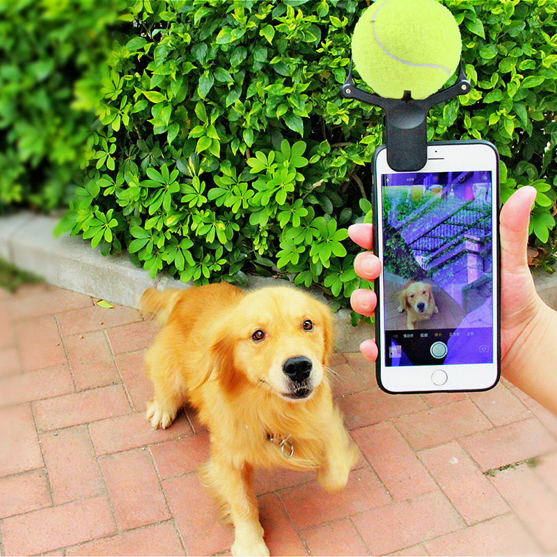 Pet photo props toy pet photo selfie artifact funny dog camera phone clip tennis selfie clip — image 5