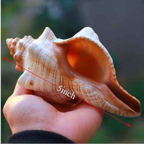 2 caracolas grandes naturales, conchas marinas para acuario, decoración de bodas, fiestas con temática de playa y decoración del hogar — imagen 4