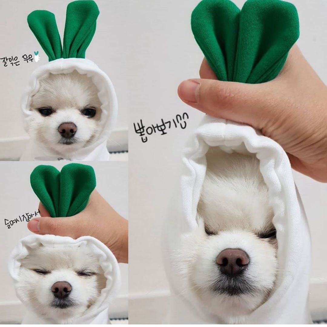 Cute Fruit Dog Clothes For Small Dogs Hoodies Winter Warm Fleece Pet Clothing Puppy Cat Costume Coat For French Chihuahua Outfit — image 6