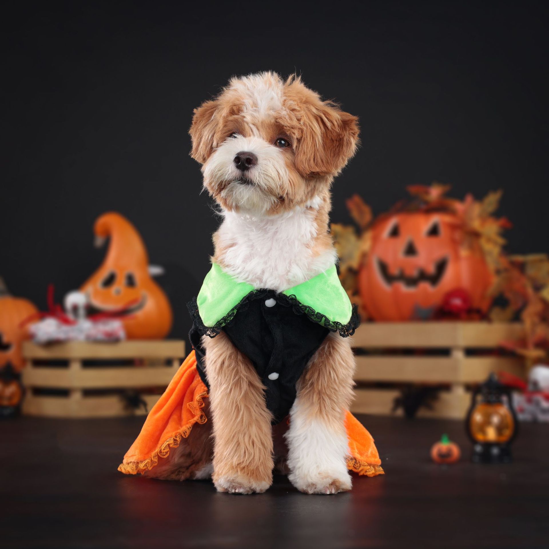 Halloween Pumpkin Collar Dress for Small and Medium DogsPet Dog Clothing — image 4