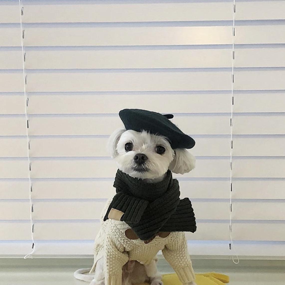 Ins Solid Color Wool Beret Mini Decorative Funny Pet Hat for Dog 1 buyer — image 3