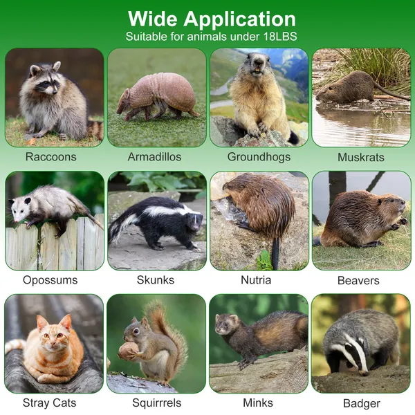 Live Animal Cage Trap For Animals Under Easy To Setup Humane Galvanized Iron Trap Cage For Raccoons Armadillos Groundhogs Muskrats Opossums Skunks — image 5
