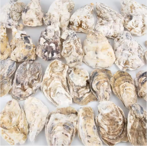 30 Piezas de Conchas de Ostra con Perla al Mayoreo, Conchas Naturales para Manualidades, Arte DIY y Adornos Navideños — imagen 4