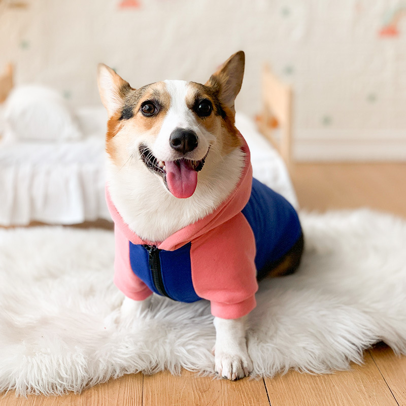 Ropa para Corgos de Primavera y Otoño - Prevenir Pérdida de Pelo - Ropa para Perros Pequeños y Medianos — imagen 3