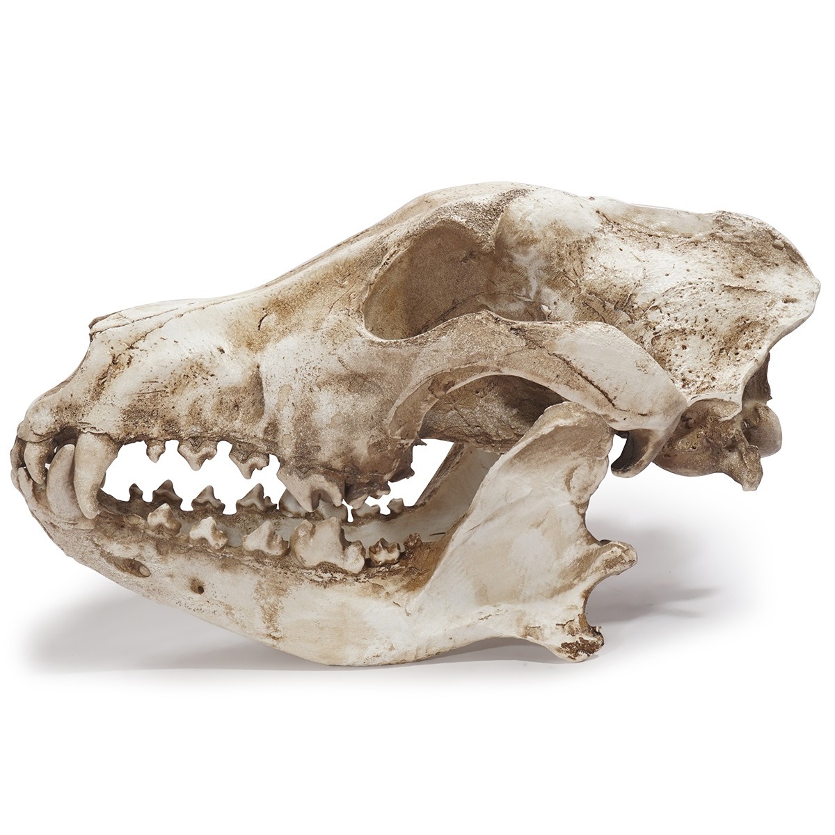 Ornamento de esqueleto de resina: cráneo de chacal y lobo — imagen 4