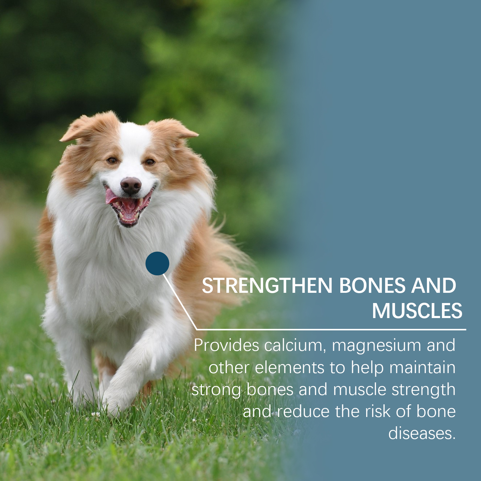Suplemento Mineral para Perros en Tabletas, 80 Tabletas Chupables de Minerales para Pica, Apetito y Salud Ósea Humano Grado — imagen 3