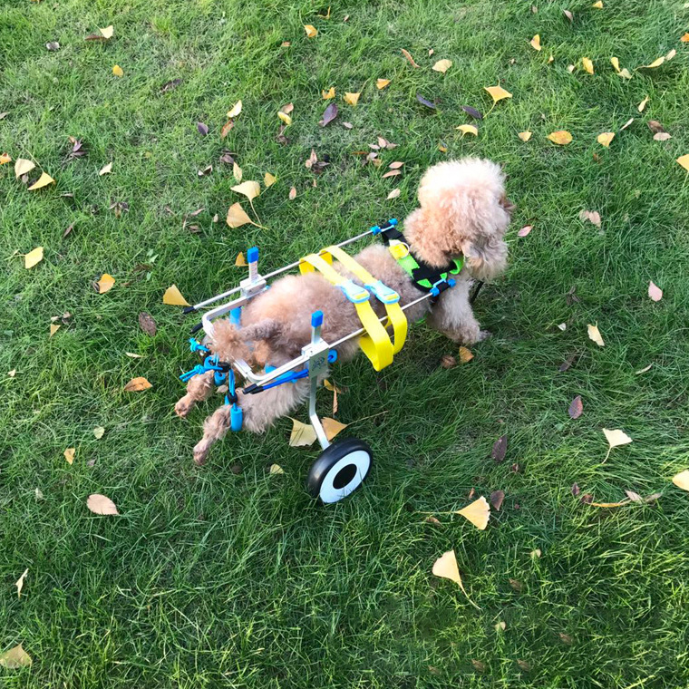 Silla para Perros - Carrito de Discapacidad para Mascotas — imagen 2