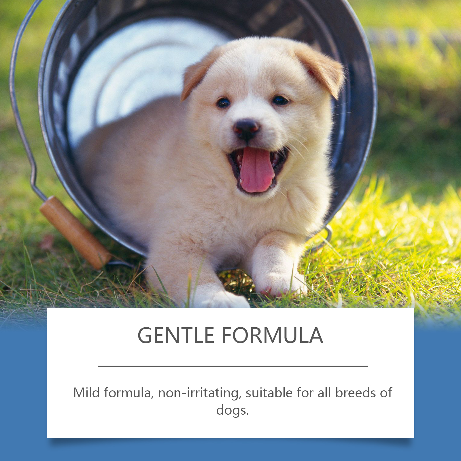Spray para Cuidado de la Piel Canina y Felina - Brillanteza Natural — imagen 6
