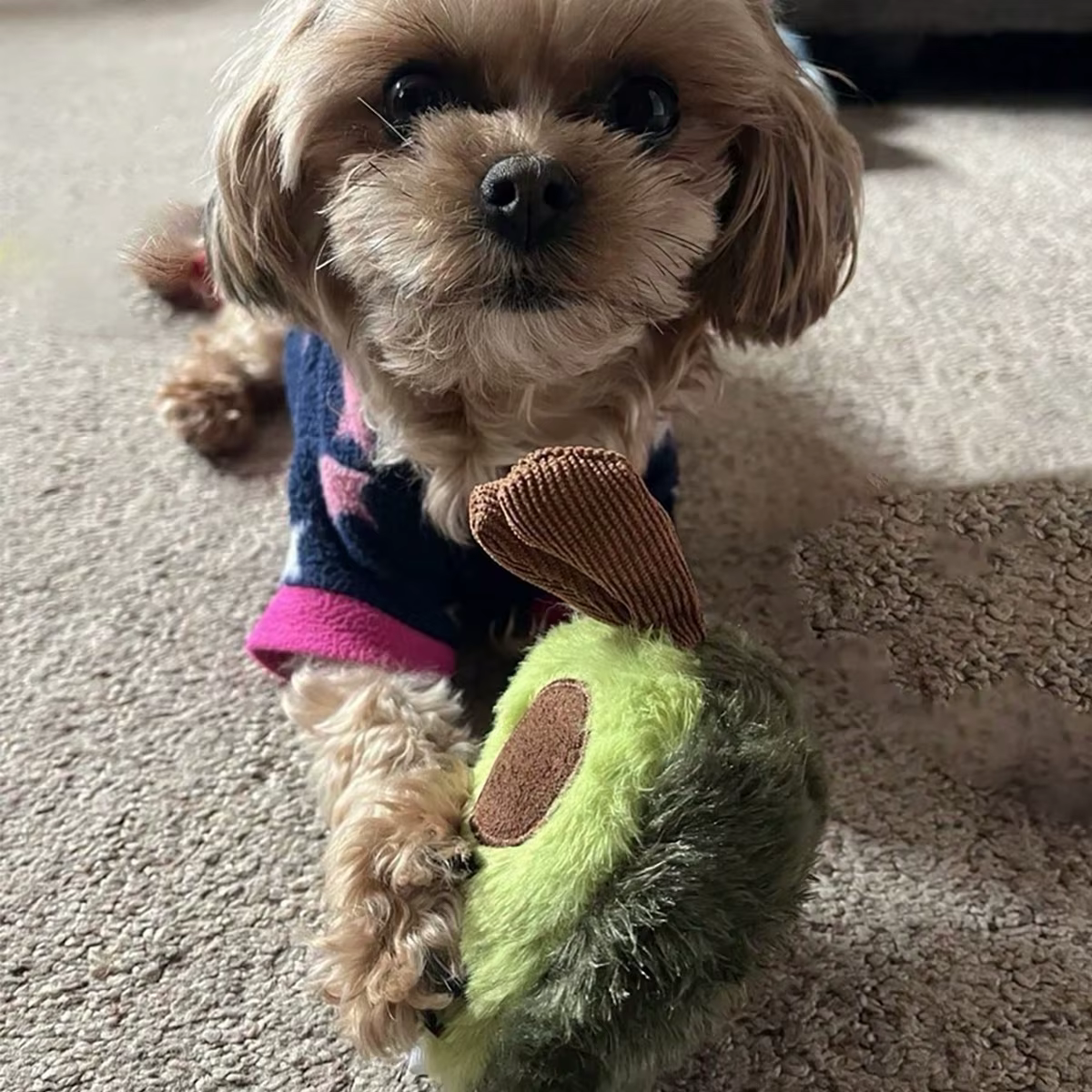 Un Lindo Juguete de Peluche de Aguacate para Mascotas, Adecuado para la Compañía Diaria de Perros Pequeños y Medianos — imagen 5