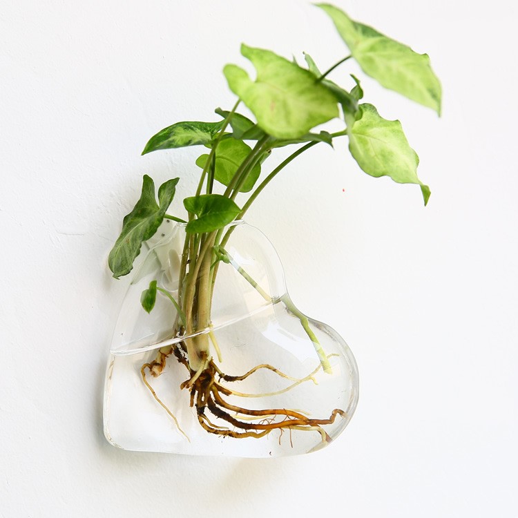 Vaso de Vidrio para Terrario Decorativo en Línea - Jardín Acuático para Hogar — imagen 33