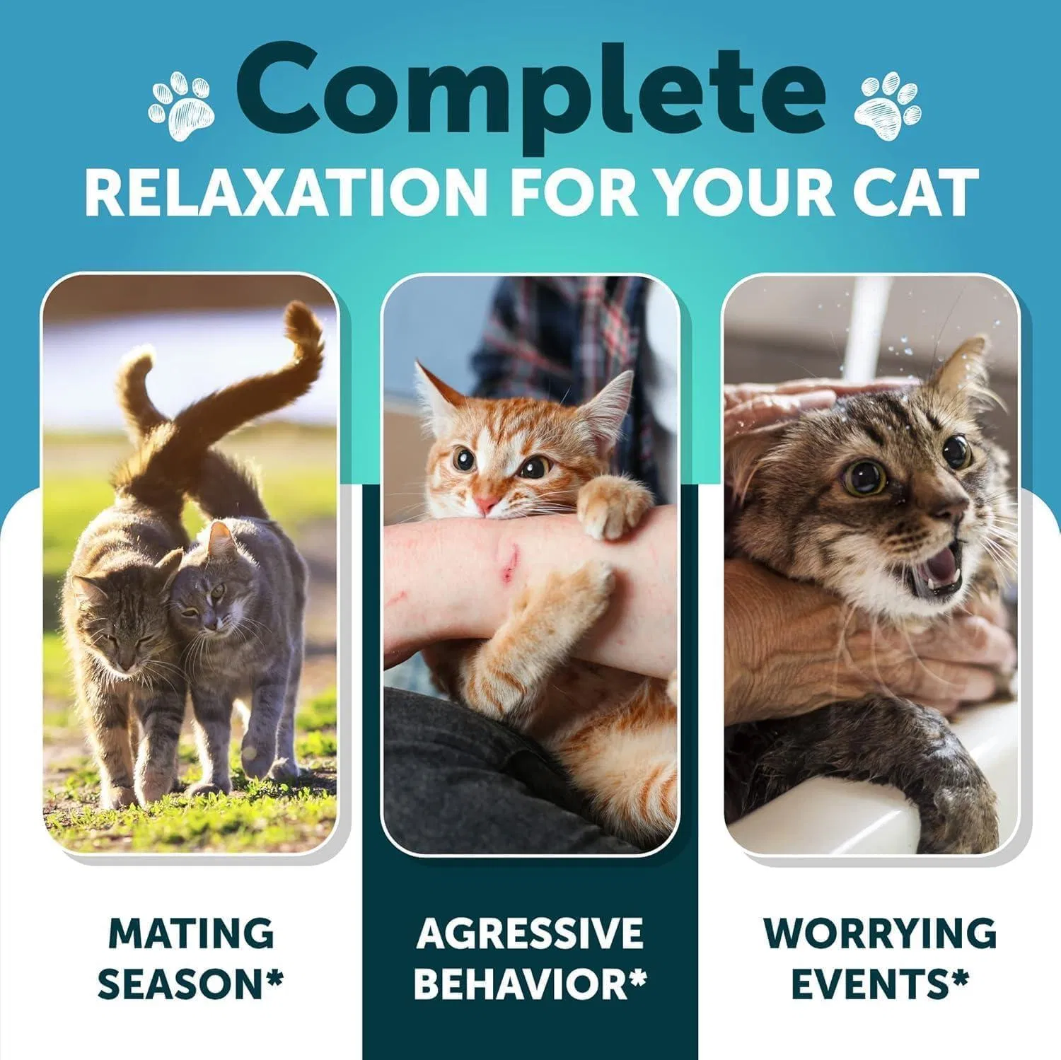 Tratamientos para Gatos con CBD: Alivio del Estrés y Ansiedad para Felinos — imagen 6
