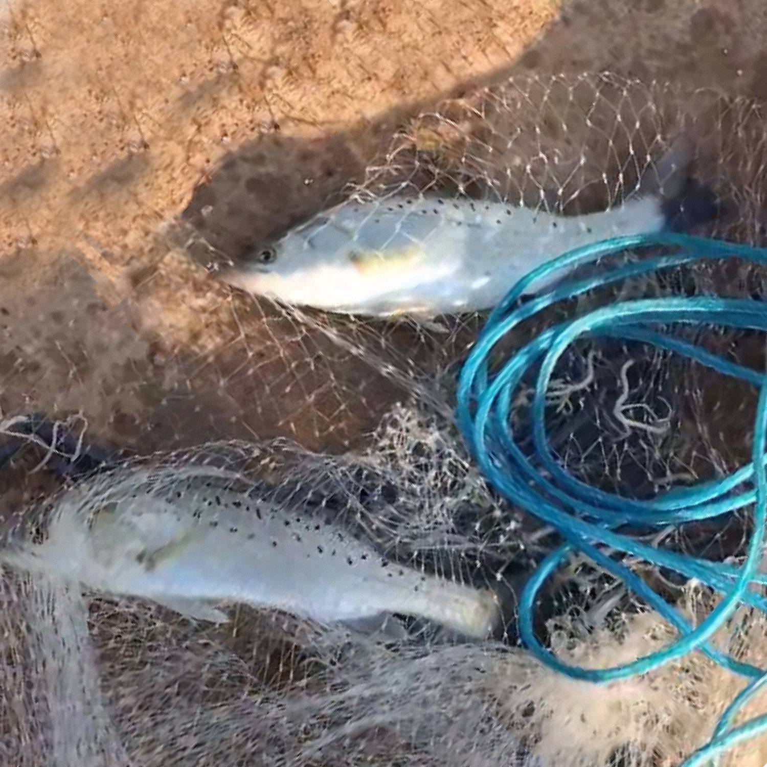 2 Opciones de Tamaño, Radio de 6FT u 8FT, Red de Pesca Para Lanzar, Regalo Ideal Para el Día del Padre, Trampa de Cebo, Fácil de Lanzar, Red de Mano Resistente Con Plomos de Cadena en la Base — imagen 3