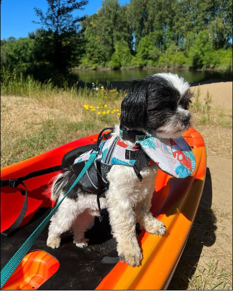 Professional Pet Life Vest Swimming Clothes Dog Outdoor Supplies Large Dog Buoyancy Swimsuit — image 20