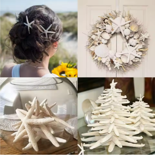 20 Piezas de Estrellas de Mar Naturales al por Mayor de 2-4 y 4-6 Pulgadas, para Manualidades, Bodas, Decoración de Playa y Adornos para Árbol de Navidad — imagen 4