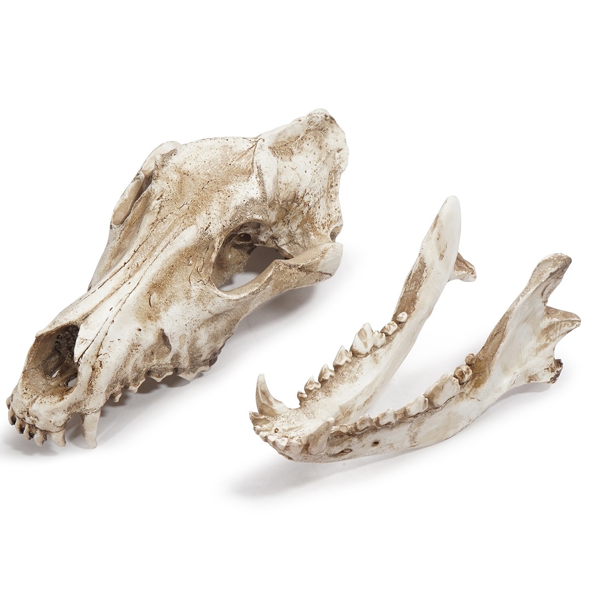 Ornamento de esqueleto de resina: cráneo de chacal y lobo — imagen 3
