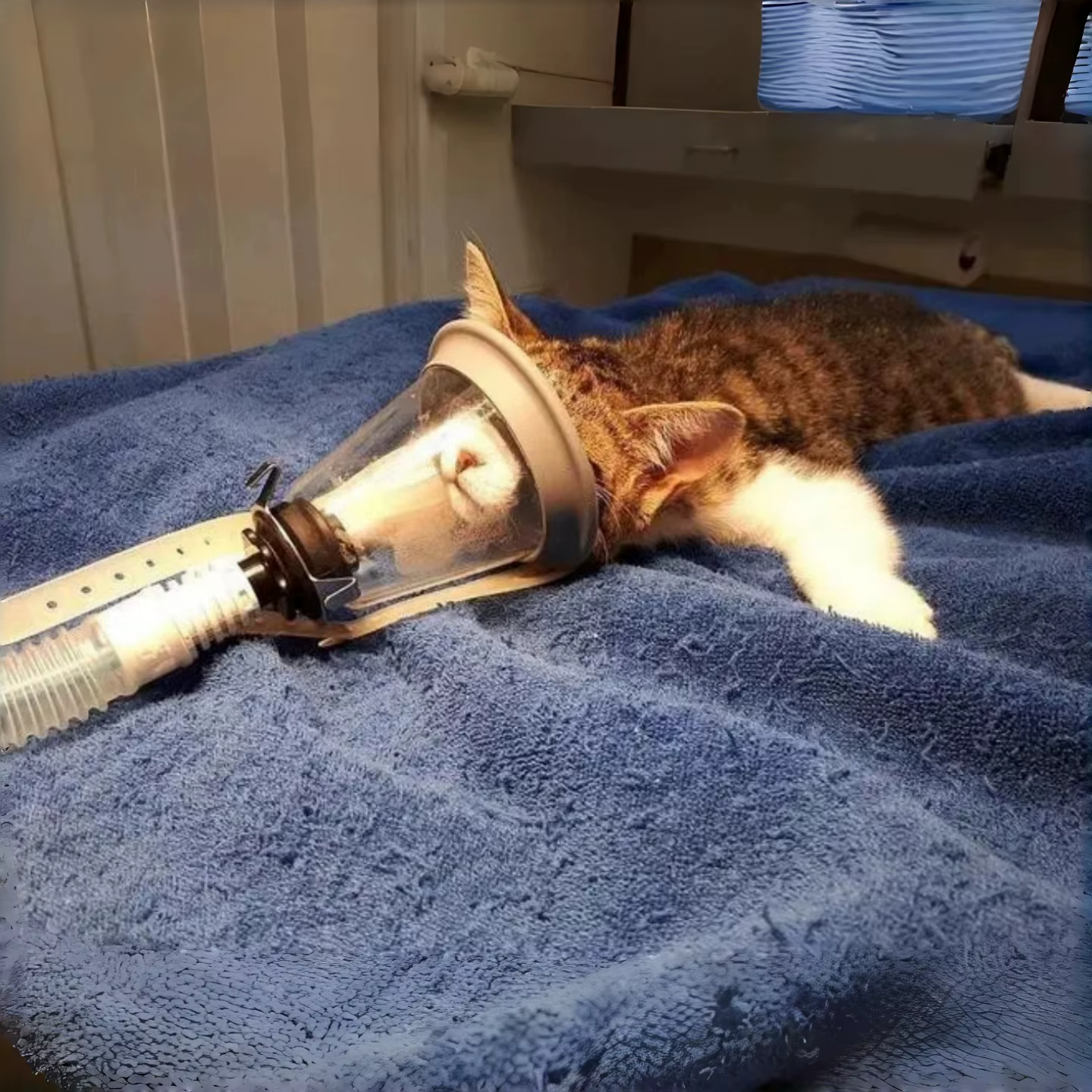 Máscaras de Anestesia Veterinarias para Animales Pequeños - Equipos de Anestesia para Clínica Veterinaria Canina y Felina — imagen 4
