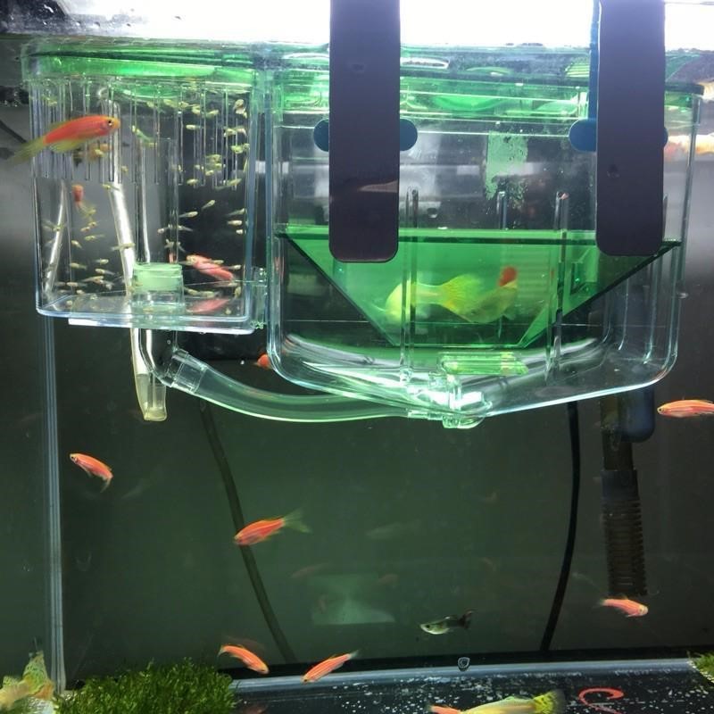 Caja de incubación para peces guppies enfermos o separados por lucha — imagen 5
