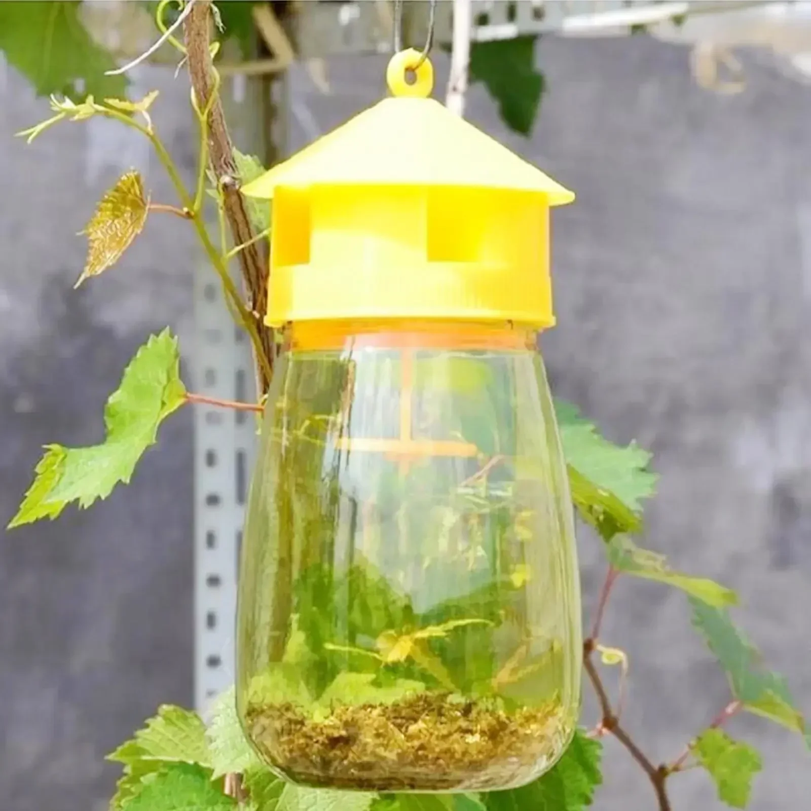Presa de Moscas de Frutas Plástico Cazador Trampa para Drosófilas Control de Plagas — imagen 3