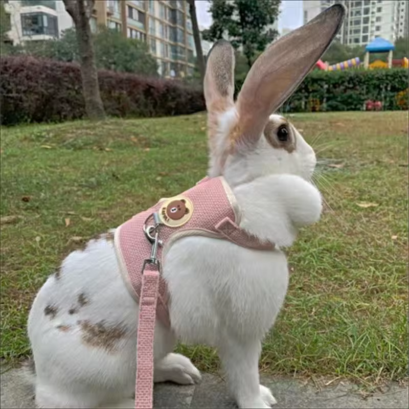 Set de arnés y correa para conejos: accesorios divertidos para caminatas al aire libre con mascotas — imagen 4