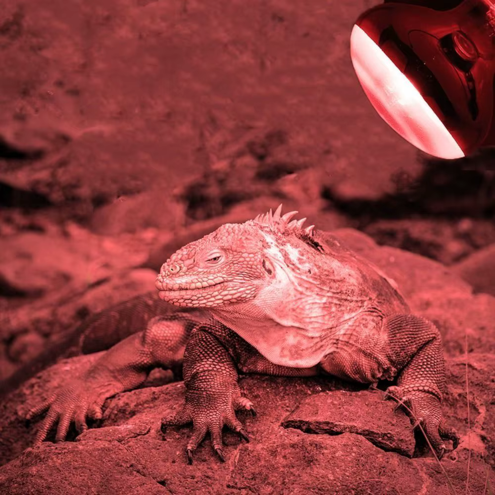 Lámpara de Calor LED para Mascotas con UVA, Infrarrojos y Ajustable - 4 Opcciones - 220-230V para Reptiles — imagen 4