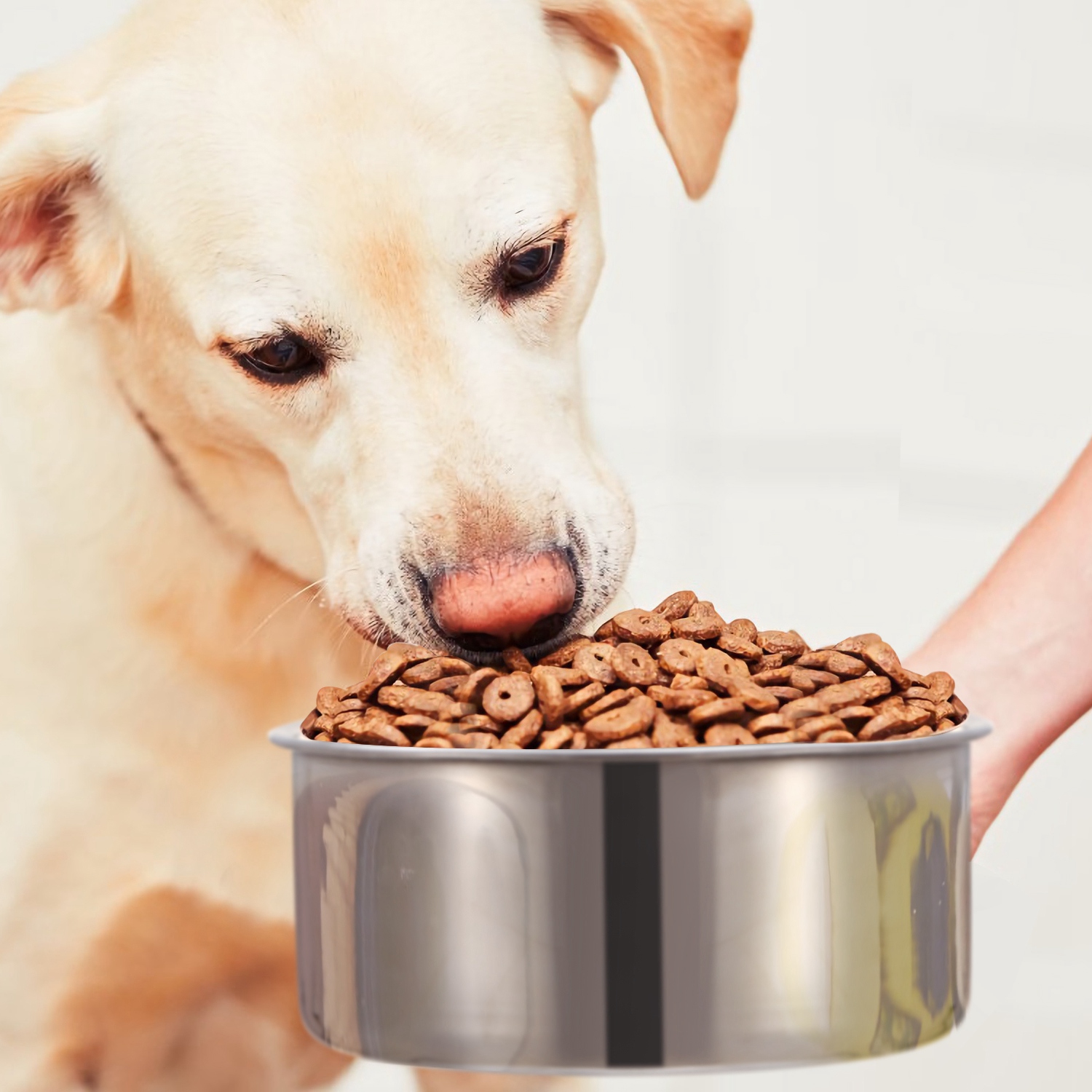 Bol de Alimento para Perros de Acero Inoxidable M, Comedor Suspendido con Suporte y Fijador — imagen 10