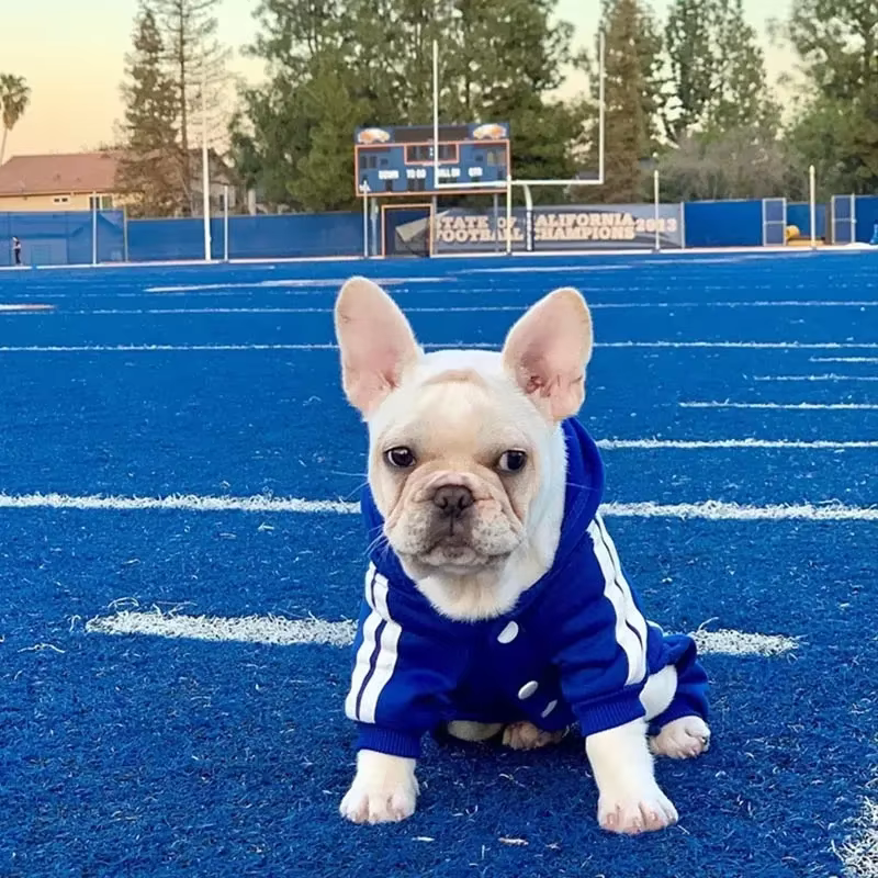 Pet Clothes French Bulldog Puppy Dog Pet Jumpsuit Chihuahua Pug Pets Dogs Clothing for Small Medium Dogs Puppy Outfit — image 5