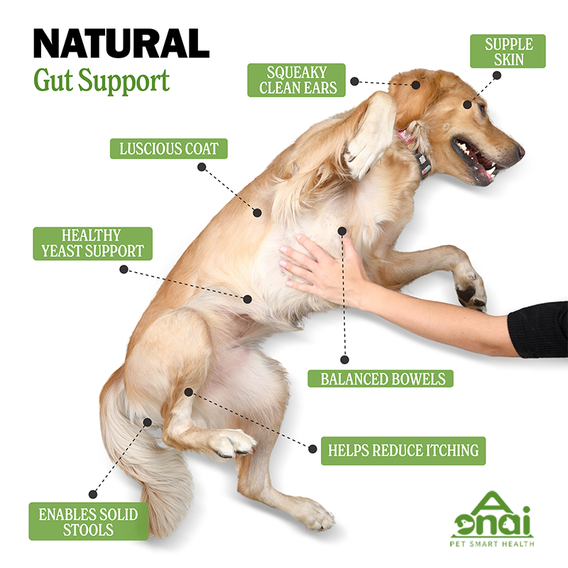 Chewitos de Probióticos OEM - Ventas Calientes para Mascotas, Forma Personalizada para Salud Digestiva Canina — imagen 4