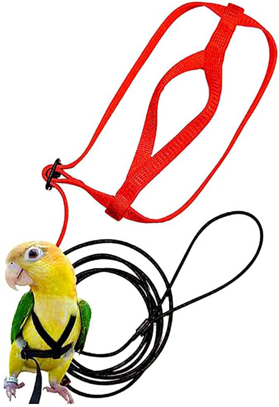 Parrot Flying With Flying Rope And Bird Harness — image 2