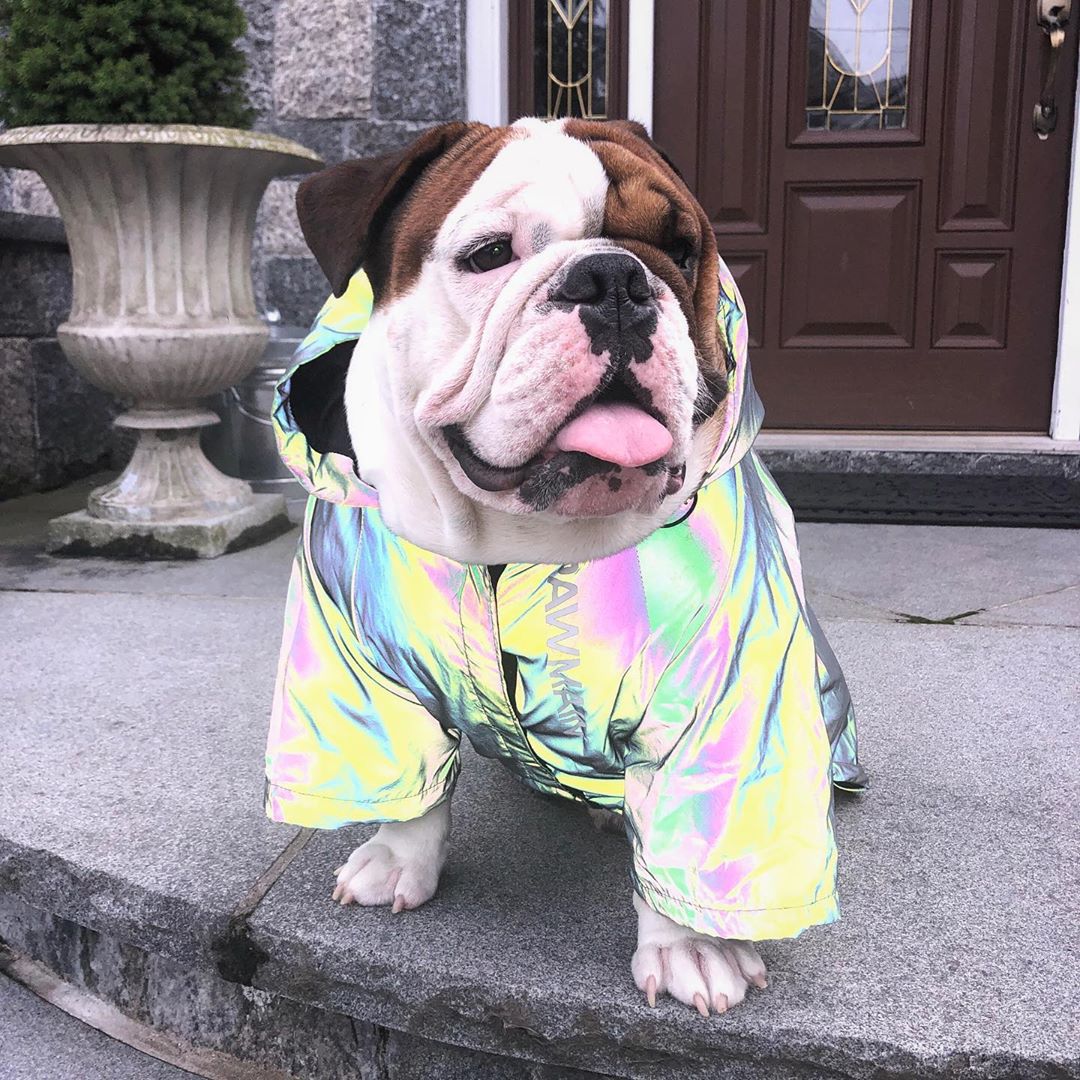 Windproof and Rainproof North Dog Face Dog Large Dog Raincoat Dog Pet Stormtrooper Coat — image 2