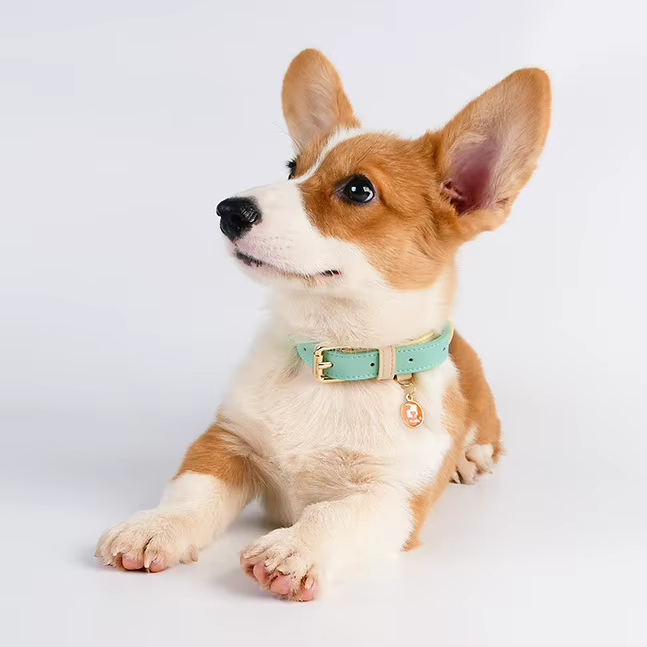 Collar para Perros M, L - Collar de Cuero para Pequeños, Medianos y Grandes Caninos — imagen 2